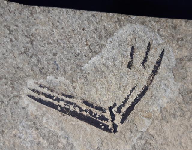 Zamites feneonis BRONGNIART - Bild &copy; FossNet FossilienStore